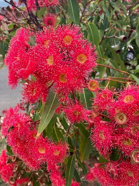 Flowering Gum