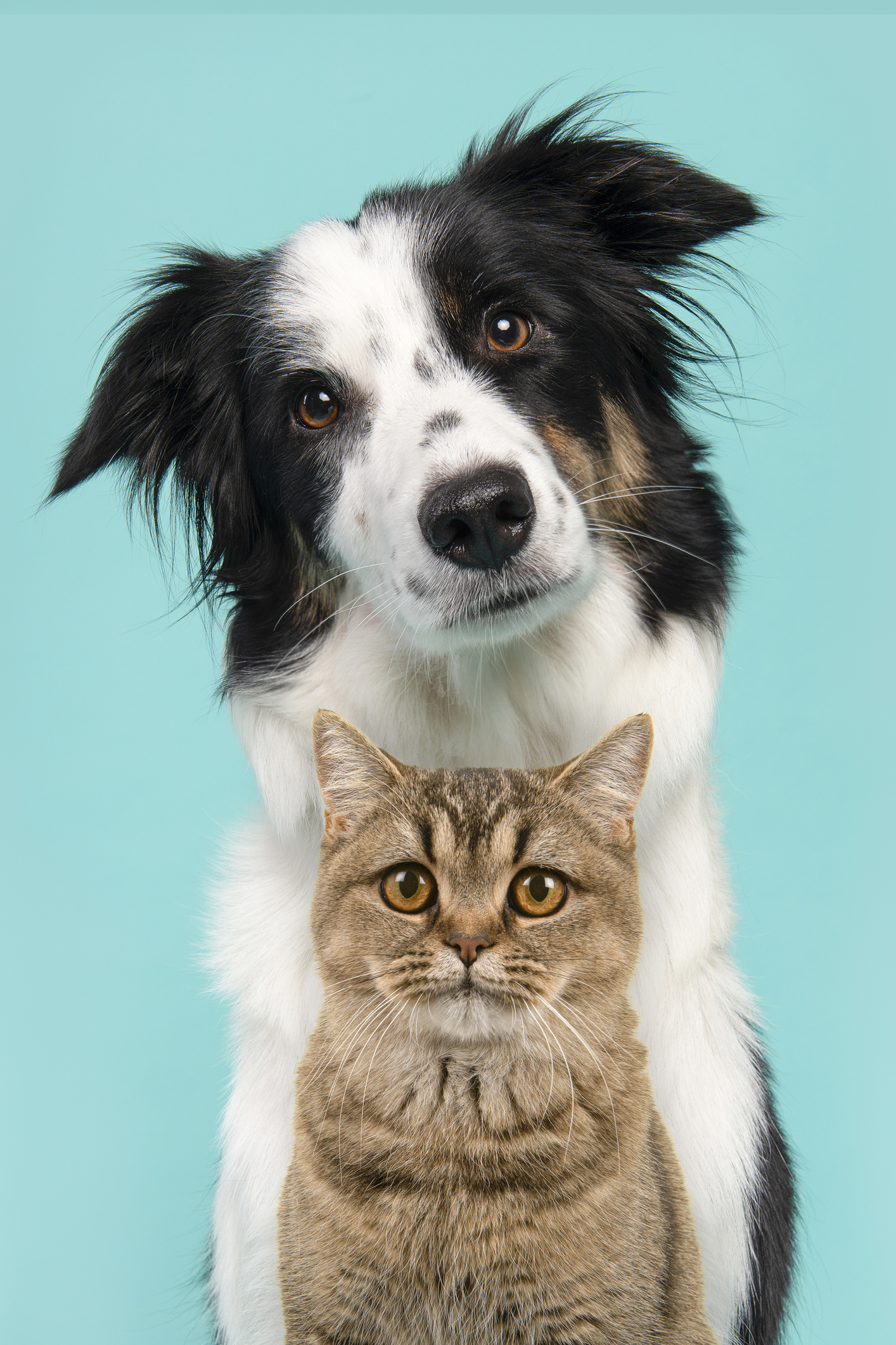 Border Collie and Ginger Cat