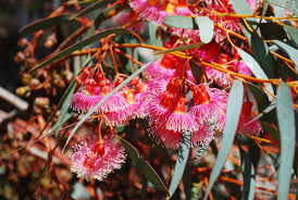 Coral Gum Flower Image