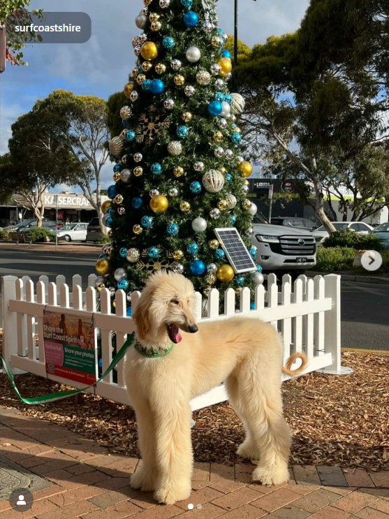 fluffy puppy standing in front of  Christmas tree on a town main street
