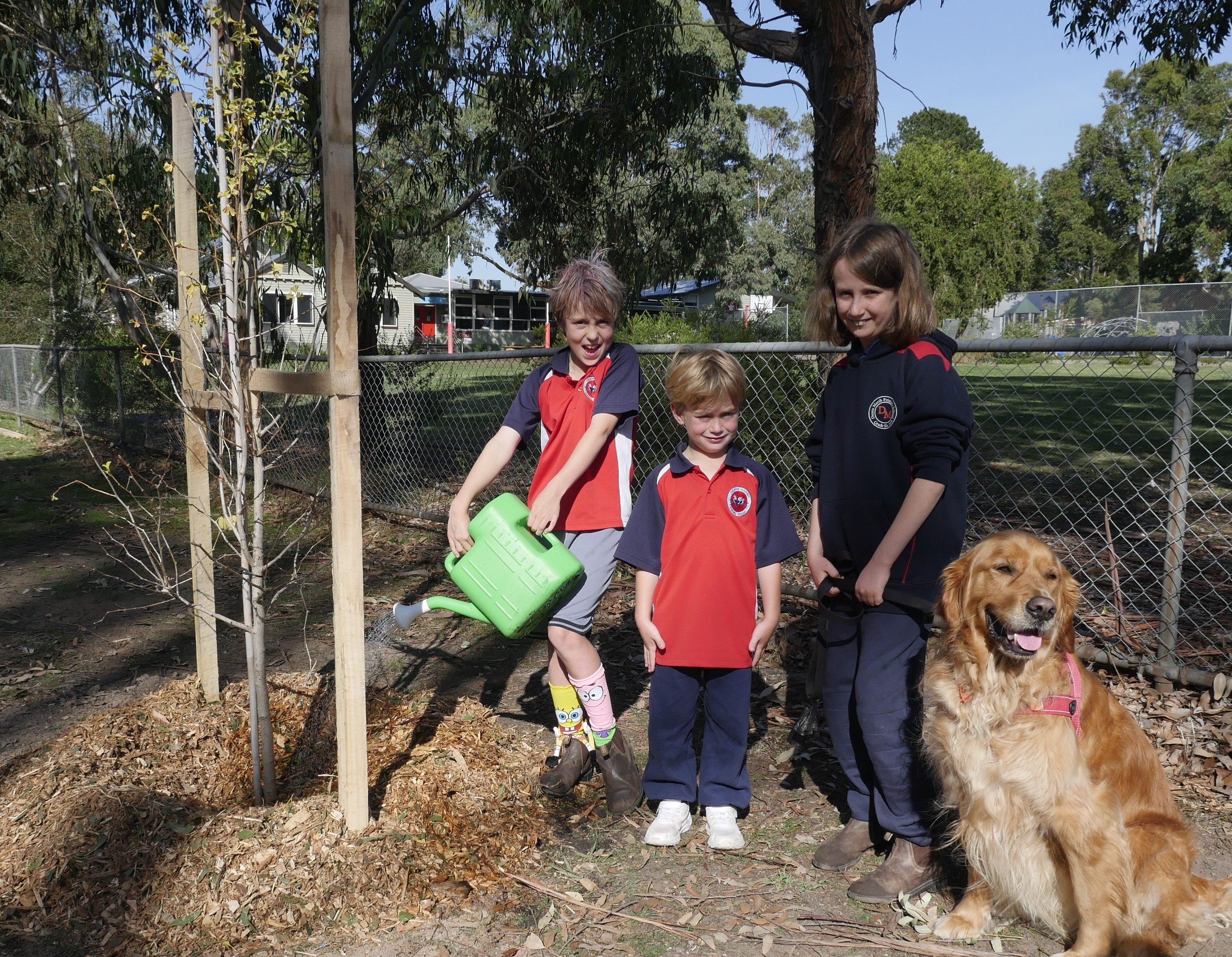 Coral Gum Flower Image